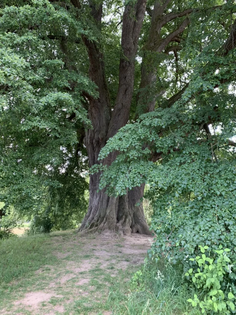 3E809F5D-FF98-40AC-B562-9817987E96BB-768x1024 The St. Anna Linden Tree: The Tree of Death from Sleepy Hollow