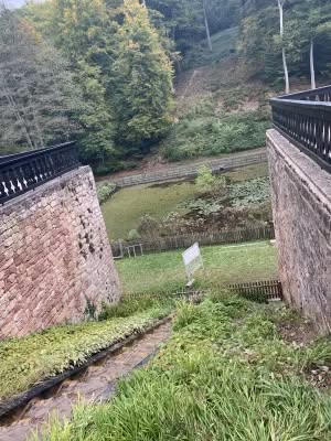 561730660_122115414440995326_3732700703802914724_n The Cherries of Tschifflick: A tale of royal resilience and forbidden gardens