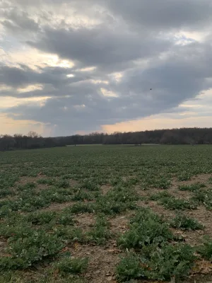 917FE76D-5AAA-42EE-A08F-61A709641BA7 The geese that put an entire army to flight