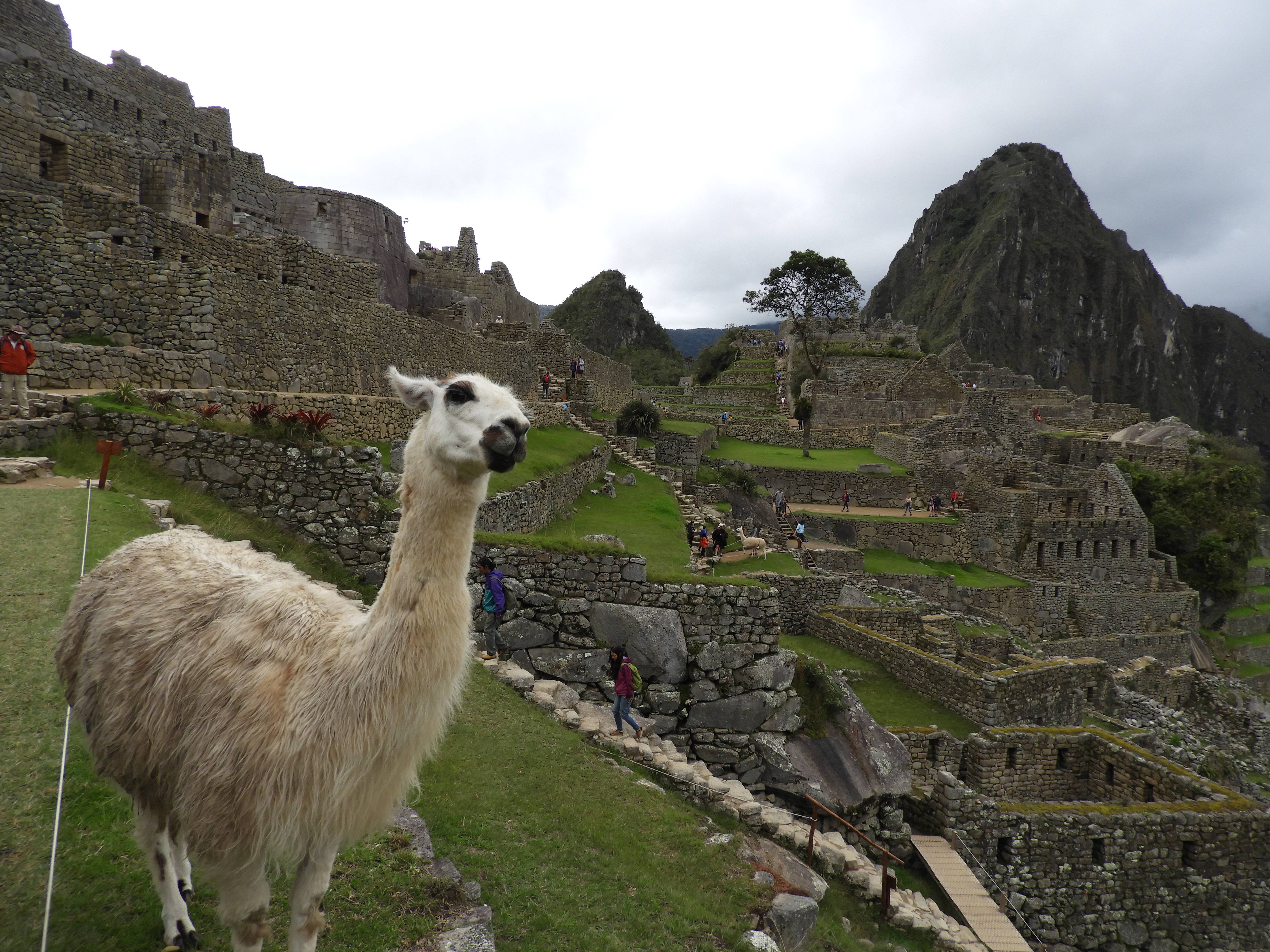 llama-machupichu The Secrets of Machu Picchu: The Mysterious Lost City of the Incas