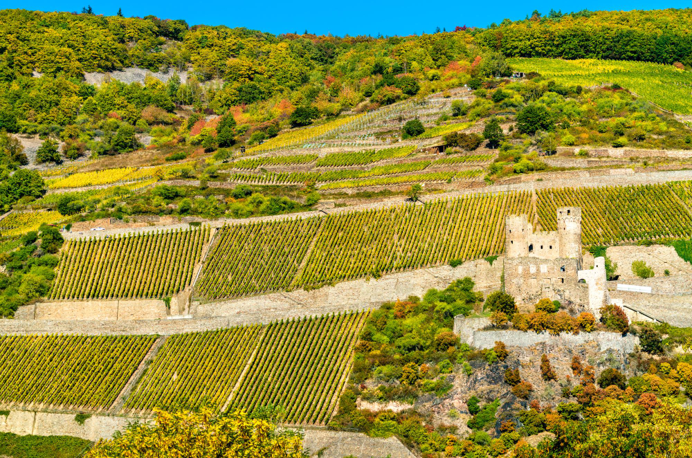 16104 The Mysterious Ehrenfels Castle and the Castle Lady’s Ancient Winemaking Expertise