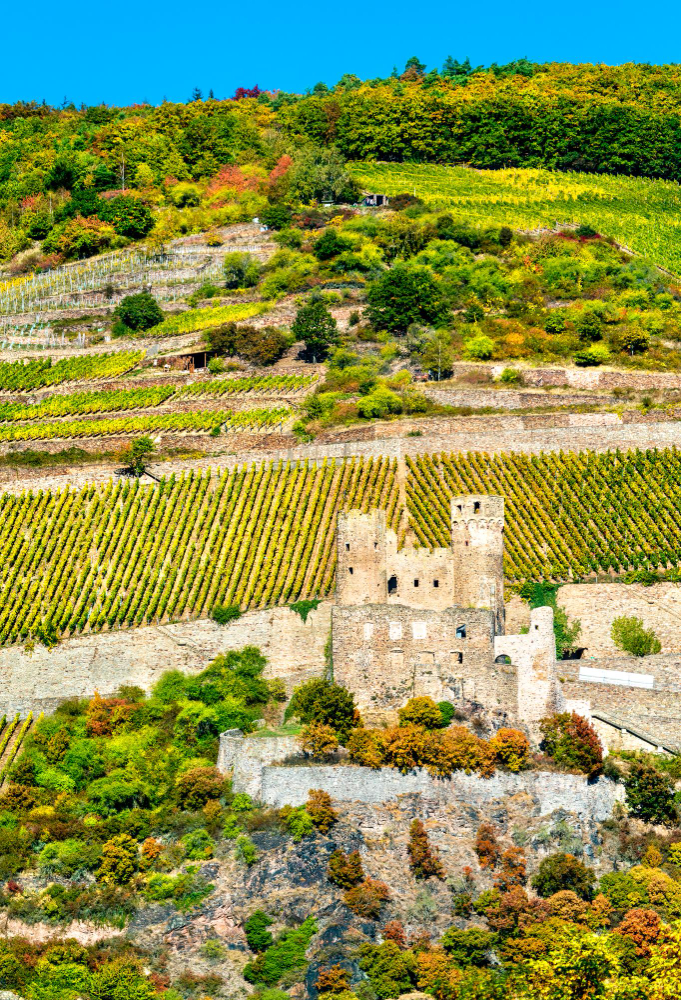 16105 The Mysterious Ehrenfels Castle and the Castle Lady’s Ancient Winemaking Expertise