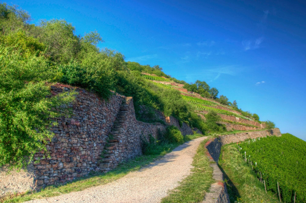 2454 The Mysterious Ehrenfels Castle and the Castle Lady’s Ancient Winemaking Expertise