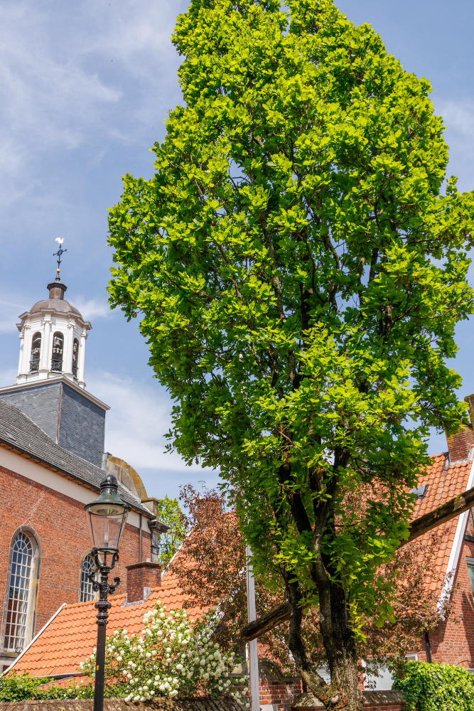 91691 The Spirit of the Devil's Beech: A Spooky Legend from Ootmarsum