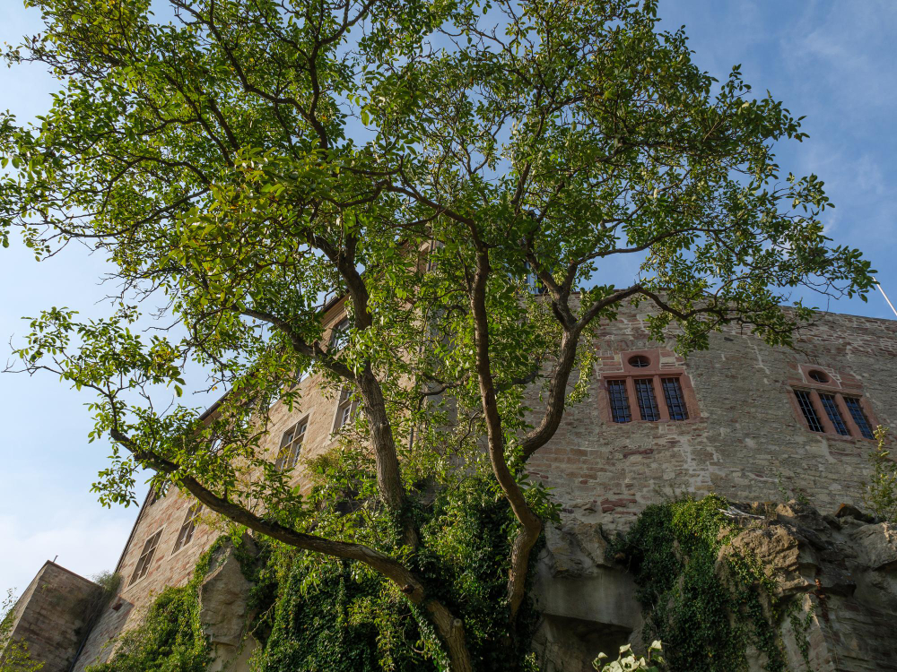 24399 The legendary story behind Waldeck Castle: Where dwarves reinforced the foundations